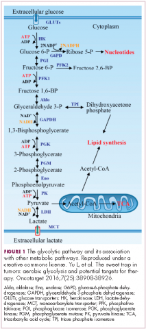 Figure 1. Glycolytic pathway